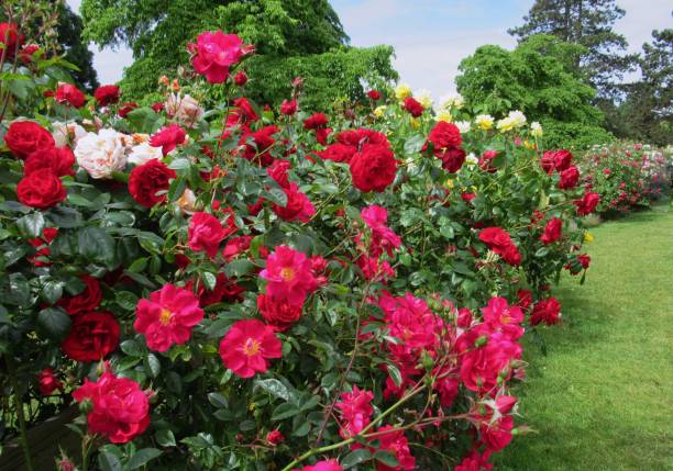 istock Beautiful Bright Colourful Roses Blooming In Summer 1363365308