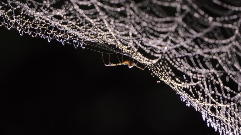 Dewdrops on a spiderweb reveal the physics behind cell structures