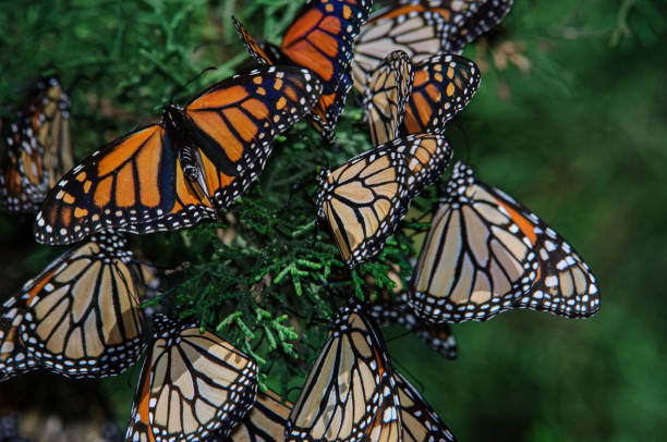 istock Monarch Butterflies Resting on Nesting Area Branch 1363366484