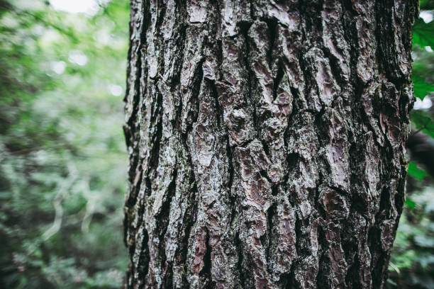 istock Tree trunk close-up and green leaves 1363366544