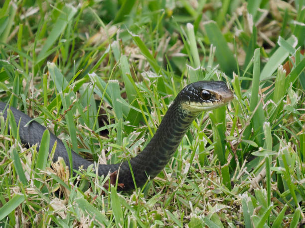A Focus Stacked Image of a Black Racer Crawling Through Saint Augustine Grass