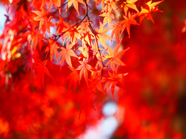 istock Natural scenery of autumnal maple trees 1363367330