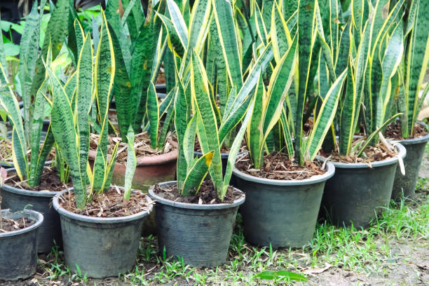 istock Snake plants (Sansevieria trifasciata Prain ) in black pot on ground garden background 1363367417