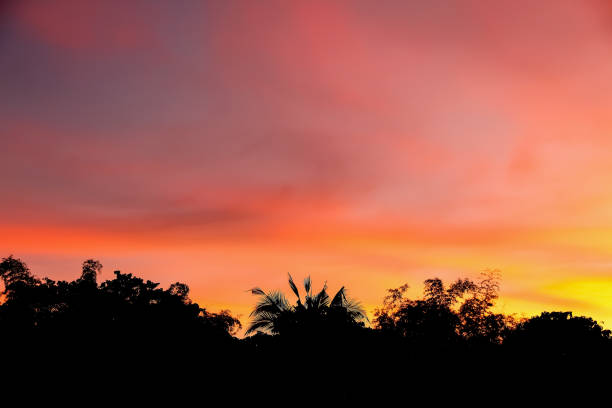 istock Landscape sky in the evening while sunset and silhouette tree on background 1363367438