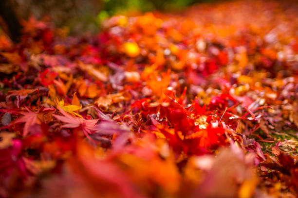 The bright red maple leaves that fell to the ground