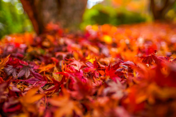 istock The bright red maple leaves that fell to the ground 1363367487