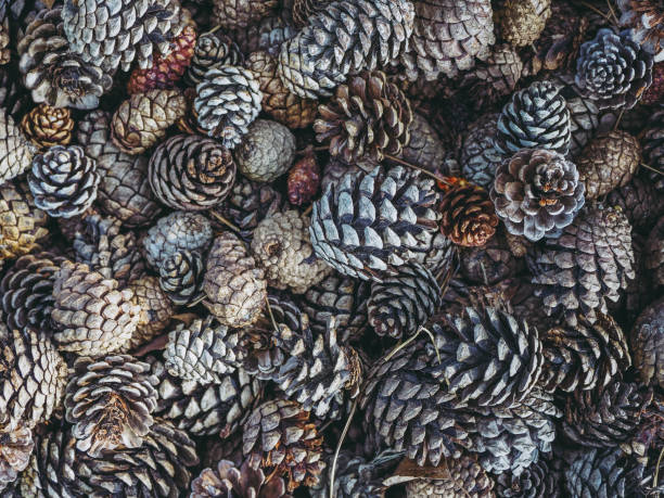 Lots of pine cones and textures