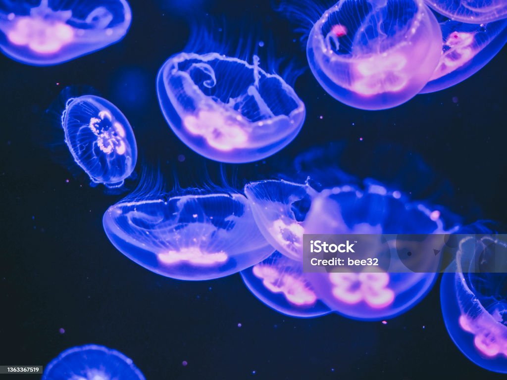 Moon jellyfish swimming in the aquarium Moon Jellyfish Stock Photo