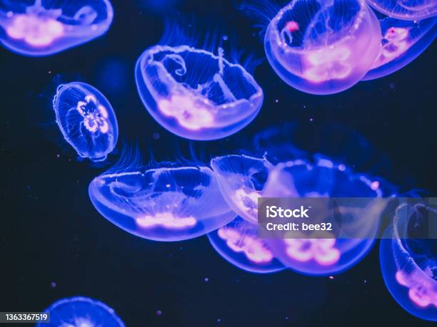 Moon Jellyfish Swimming In The Aquarium Stock Photo - Download Image Now - Moon Jellyfish, Beauty, Jellyfish