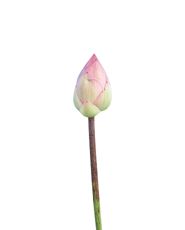 Lotus bud flowers( Nelumbo nucifera ) or pink water lily isolated on white background , clipping path