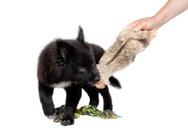 fluffy black puppy playing tug of war with toy and person or owner. - new media imagens e fotografias de stock