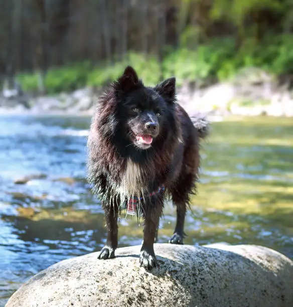 A black soaked male shepherd x keeshond dog has been swimming or playing in the river, on the morning walk. Selective focus.