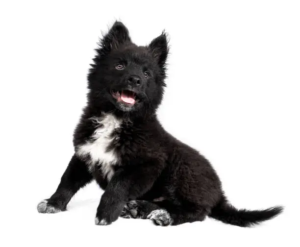 12 week old male dog. Full body portrait of Australian Shepherd x Keeshond mixed breed puppy.  Isolated on white.