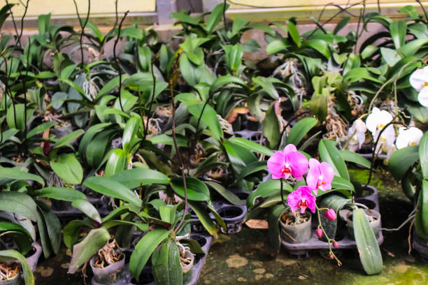 istock Nursery plant with pink vanda orchids flower  blooming 1363369849
