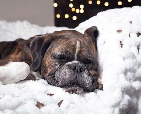 Boxer lies asleep on the sofa with his tongue hanging out