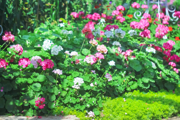 istock Garden hydrangea macrophylla (Hortensia group) flowers blooming on  background 1363371739