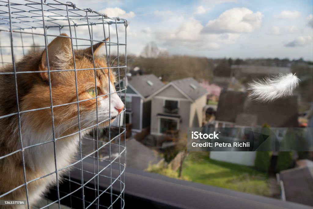 Cat in outdoor enclosure or catio. Calico or torbie kitty is starring intensely at a white feather flying by. Rooftop patio of a four story building, overseeing a residential neighborhood. Blue sky. Domestic Cat Stock Photo