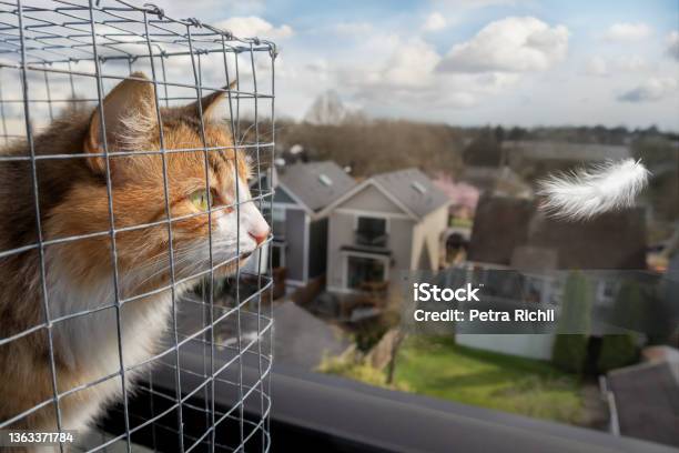 Cat In Outdoor Enclosure Or Catio Stock Photo - Download Image Now - Domestic Cat, Enclosure, Balcony