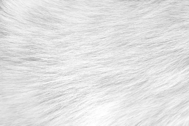 istock Grey white soft line texture of dog fur with short patterns smooth background 1363371811