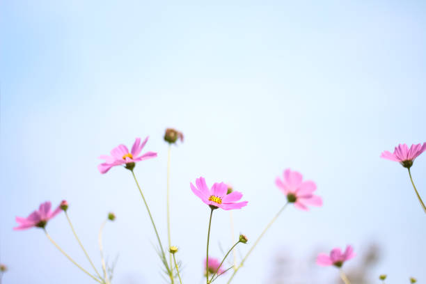 istock Pink cosmos flowers blooming field on blue sky background 1363371929
