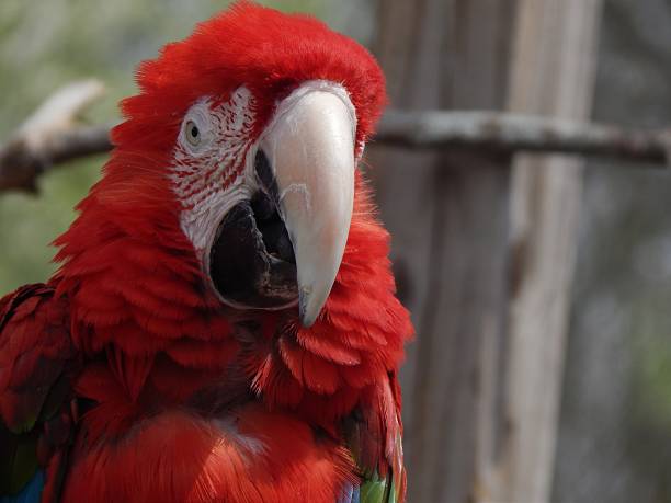 istock Chatty Scarlet Macaw Chatting with Visitors 1363372525