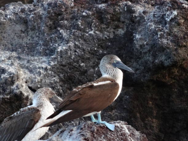 istock Blue Footed Booby in the Galapagos Islands 1363373495