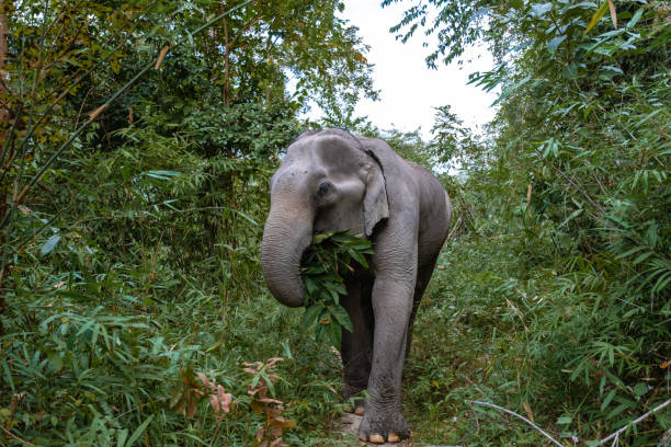 Elephant in jungle at sanctuary in Chiang Mai Thailand, Elephant farm in the moutnains jungle of Chiang Mai Tailand stock photo