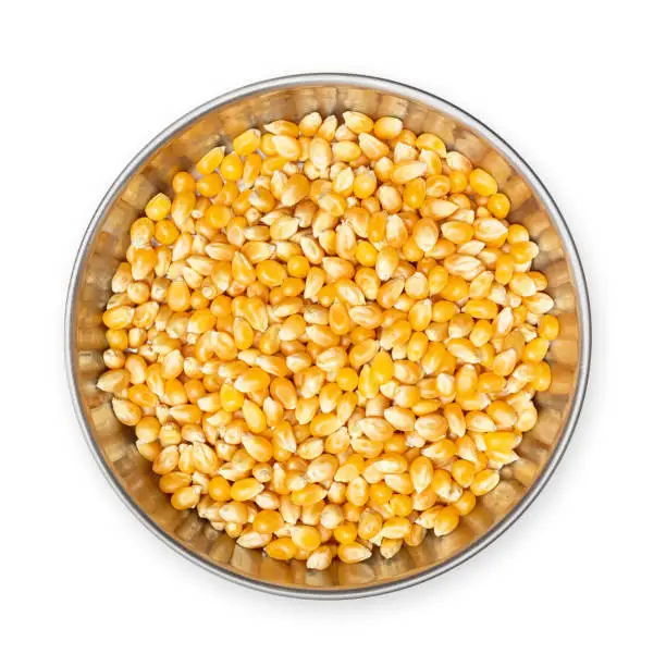 Concept for too much corn gluten meal in pet food, cats don't eat corn in nature or cats are carnivores. Isolated on white.
