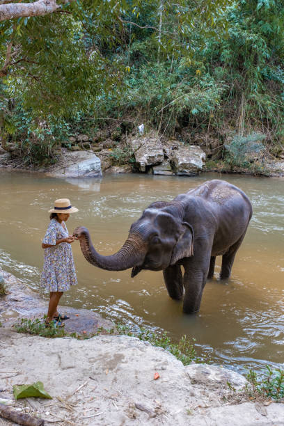 Elephant in jungle at sanctuary in Chiang Mai Thailand, Elephant farm in the moutnains jungle of Chiang Mai Tailand Elephant in the jungle at a sanctuary in Chiang Mai Thailand, Elephant farm in the mountains jungle of Chiang Mai Thailand. Elephant Sanctuary Chiang Mai Northern Thailand elephant handler stock pictures, royalty-free photos & images