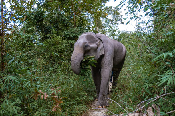 słoń w dżungli w sanktuarium w chiang mai w tajlandii, farma słoni w dżungli moutnains w chiang mai tailand - asia color image horizontal terengganu zdjęcia i obrazy z banku zdjęć