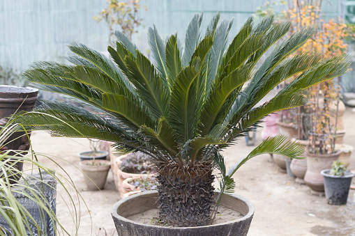 Cycas revoluta, sago palm, king sago, sago cycad or Japanese sago palm in a large pot