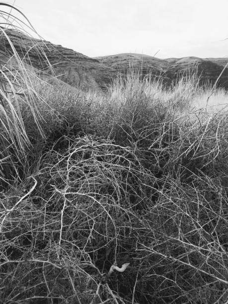 istock Cottonwood Tumbleweeds 1363376645
