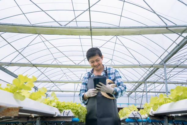 istock Hydroponic vegetable farmers using tablet and smiling happily in the vegetable plantation. Cultivation hydroponic green vegetable in smart farm plant. 1363377299