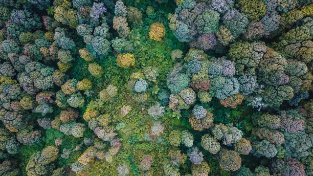 Photo of Colorful forest trees in rural Ciwidey, Bandung, West Java, Indonesia, from aerial top view. Drone photography
