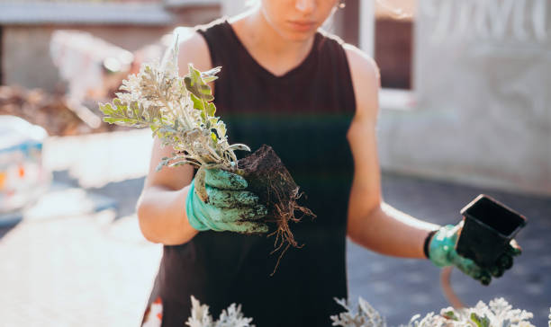 femme plantant des fleurs à la main dans les pots de fleurs, à l’extérieur. le concept de jardinage et de fleurs. - perennial plant photos et images de collection