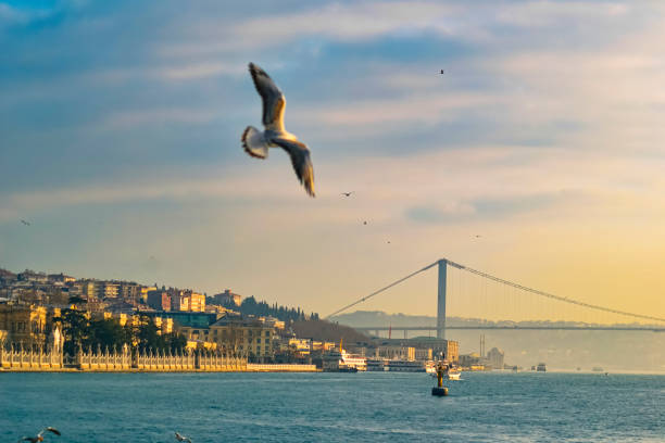 hermosa puesta de sol en el puente del bósforo, estambul, turquía con pájaros volando en primer plano. - paso marítimo fotografías e imágenes de stock