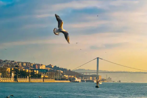Beautiful sunset at Bosphorus bridge, Istanbul, Turkey with birds flying in the foreground.