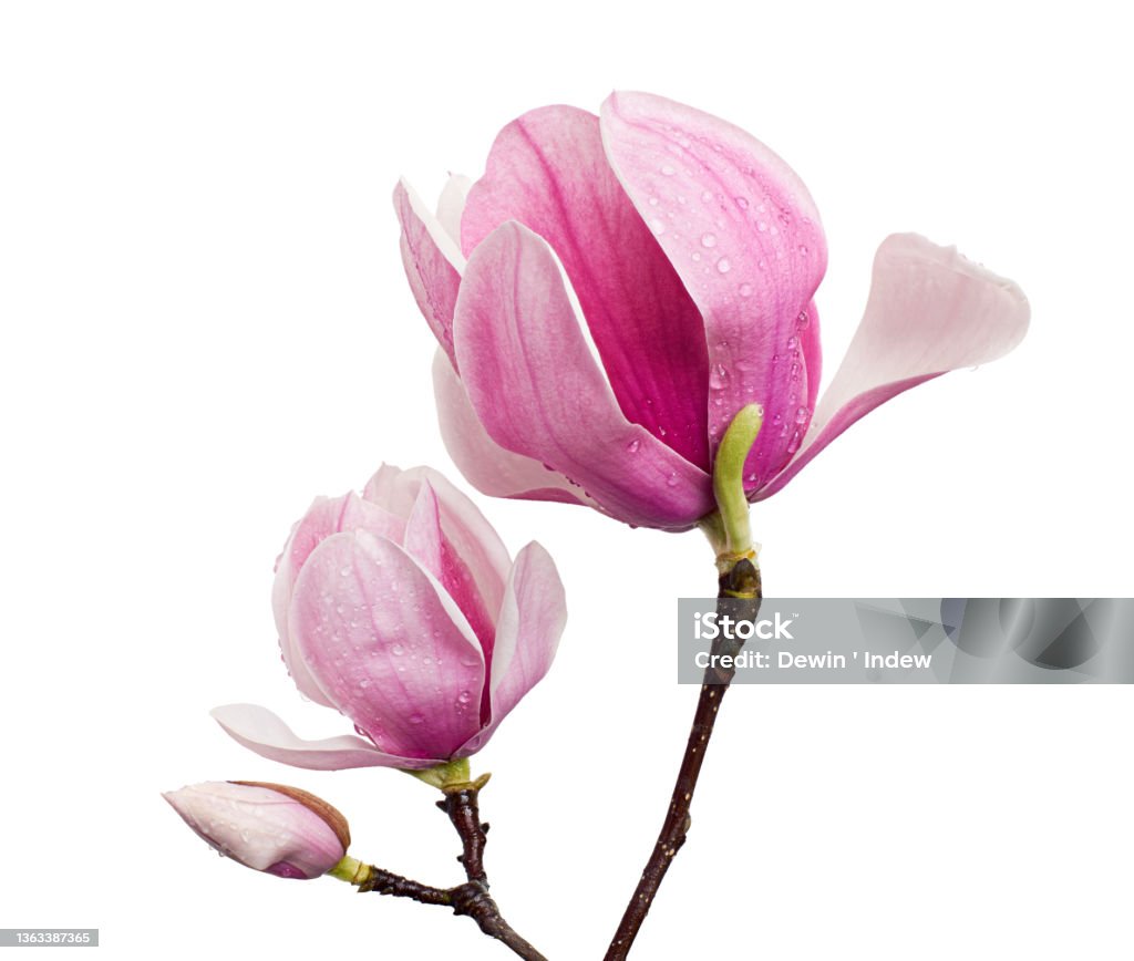 Magnolia liliiflora flower on branch with leaves, Lily magnolia flower isolated on white background, with clipping path Magnolia Stock Photo