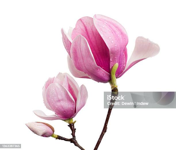 Magnolia Liliiflora Flower On Branch With Leaves Lily Magnolia Flower Isolated On White Background With Clipping Path Stock Photo - Download Image Now