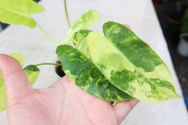 Philodendron Burle Marx Variegated, Philodendron or ARACEAE stock photo