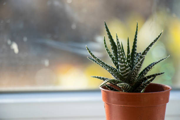 istock Haworthia succulent on the window 1363388134