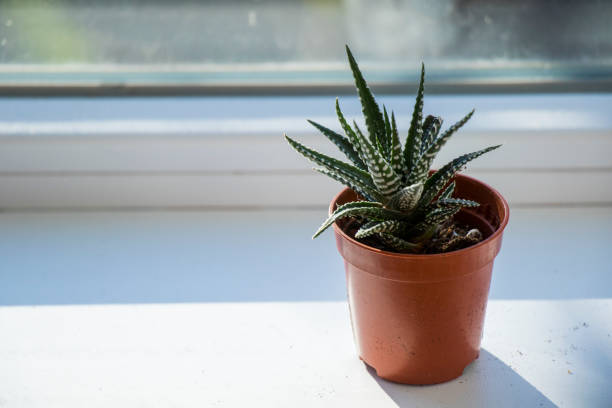 Indoor potted plants, including a prominent aloe vera, stand on a windowsill against a night window with white tulle curtains. Soft indoor lighting creates a cozy home atmosphere, highlighting the green leaves and peaceful evening ambiance in a modern interior.