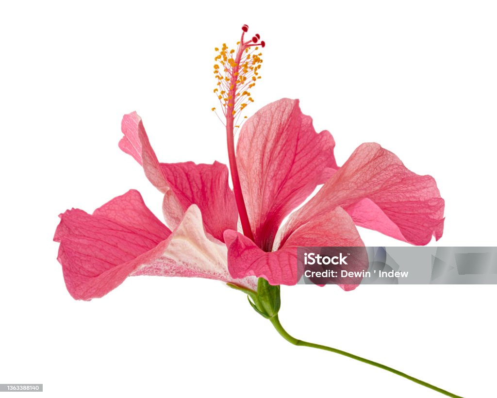 Hibiscus or rose mallow flower, Tropical pink flower isolated on white background, with clipping path Flower Stock Photo