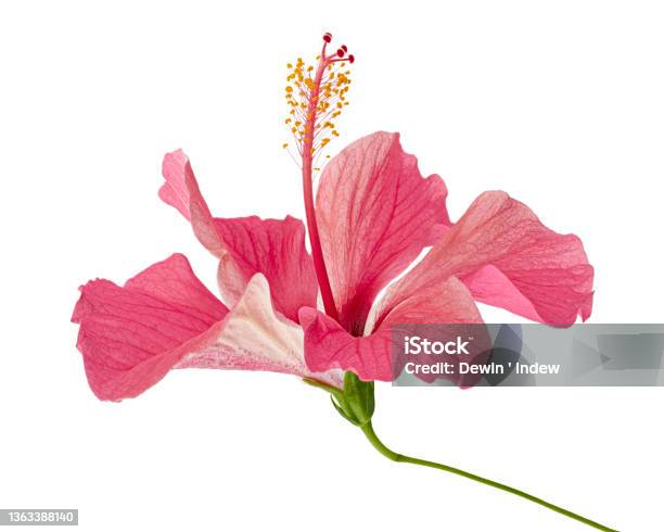 Hibiscus Or Rose Mallow Flower Tropical Pink Flower Isolated On White Background With Clipping Path Stock Photo - Download Image Now