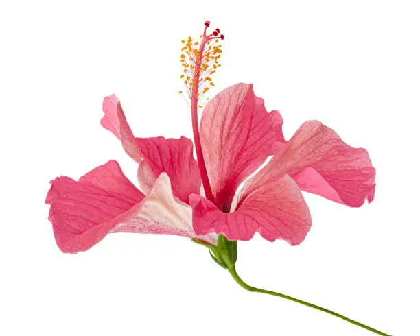Hibiscus or rose mallow flower, Tropical pink flower isolated on white background, with clipping path