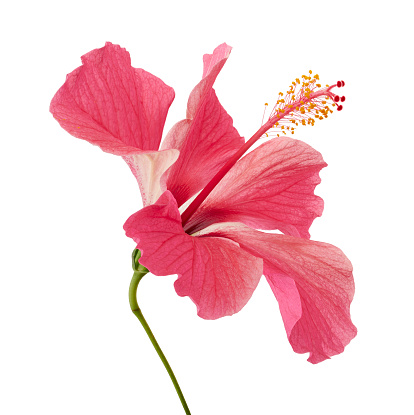 Hibisco o flor de malva rosada, flor rosa tropical aislada sobre fondo blanco, con camino de recorte photo