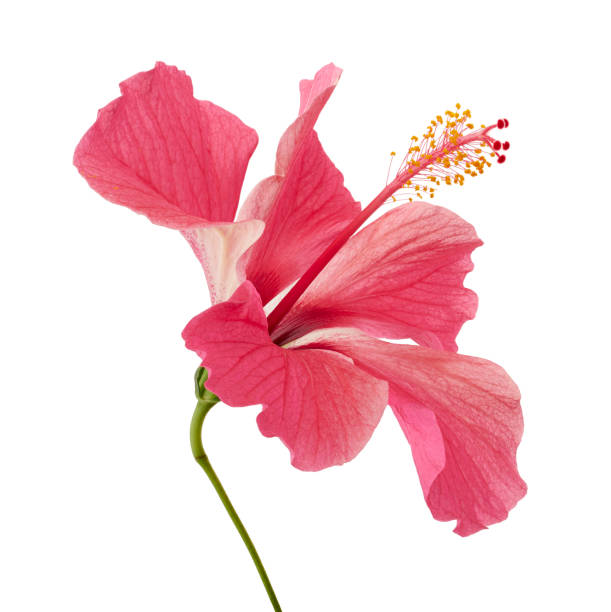 hibisco o flor de malva rosada, flor rosa tropical aislada sobre fondo blanco, con camino de recorte - isolated on white blossom vibrant color close up fotografías e imágenes de stock