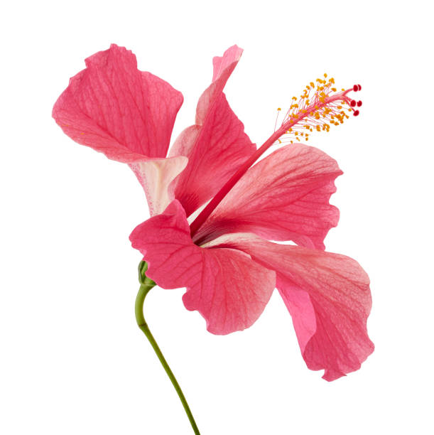 fleur d’hibiscus ou de mauve rose, fleur rose tropicale isolée sur fond blanc, avec chemin de coupe - fleur ibiscus photos et images de collection