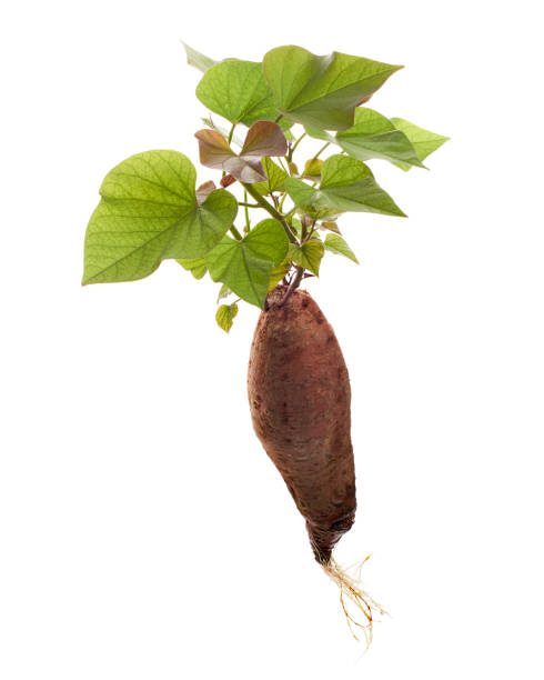 サツマイモの芽、若い葉を持つサツマイモの根、白い背景に隔離され、クリッピングパスで - young potatoes ストックフォトと画像