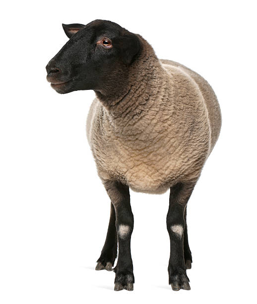 istock Female Suffolk sheep, Ovis aries, 2 years old, standing 136338838